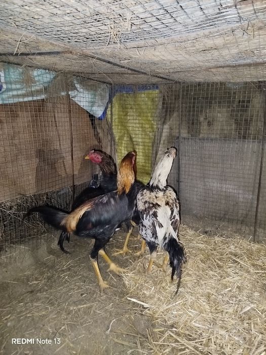 Kulangi xo'roz jujalar