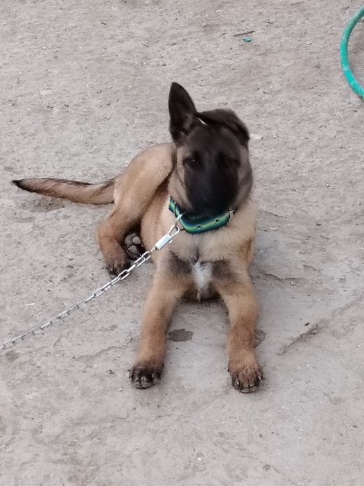 Бельгийский овчарка