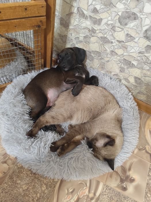 Щенки в добрые руки