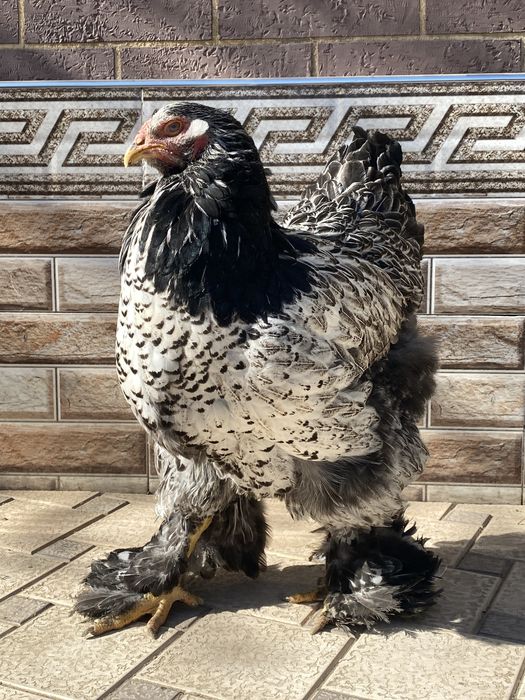 брама тухумлари.