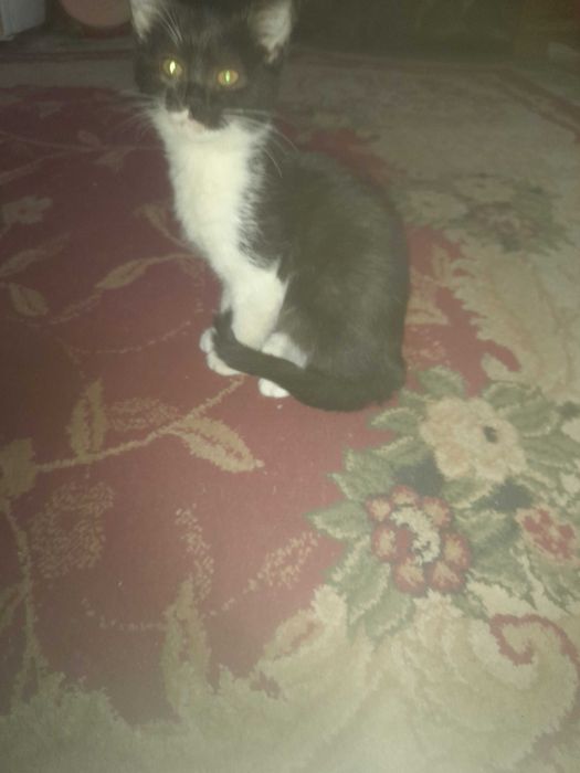 Котята в добрые руки бесплатно.