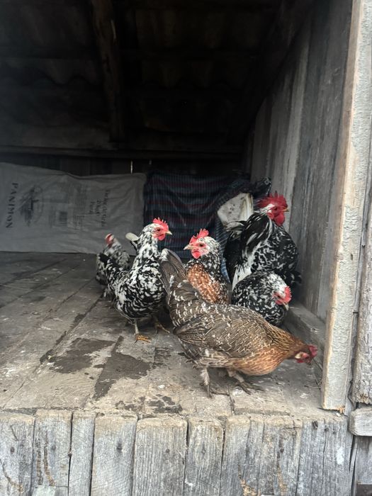 Vand oua de incubat de la gaini americane si mii de flori