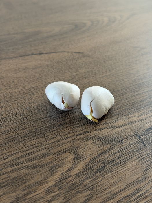 Seminte Jackfruit - pom fructifer exotic