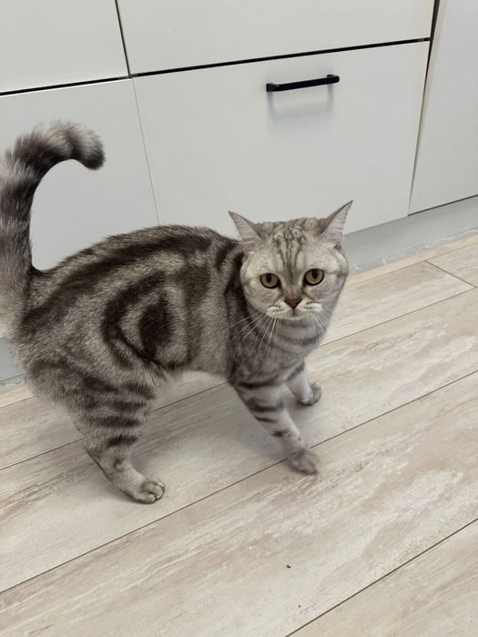 Шотландский кот срочно ищем дом