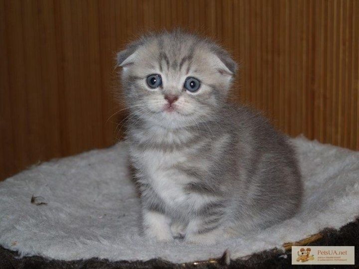 Шотландские котятки