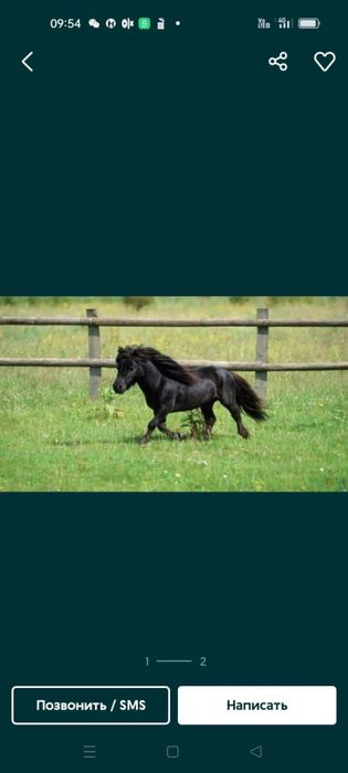 Продам пони шетлендский