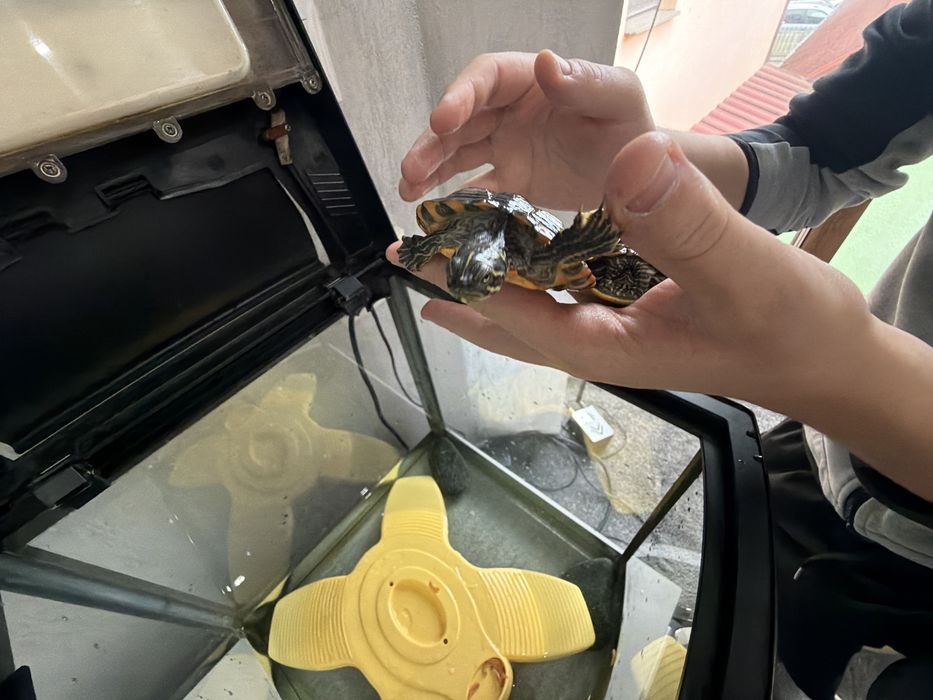 Vand Acvariu de pesti, + 2 testoase