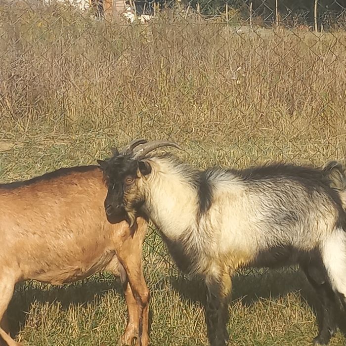 Vând țap carpatin de 6 luni