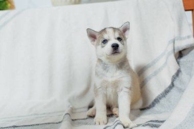 Продам щенков хаски