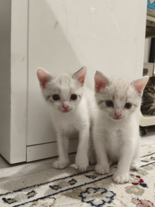 Отдам котят в добрые руки