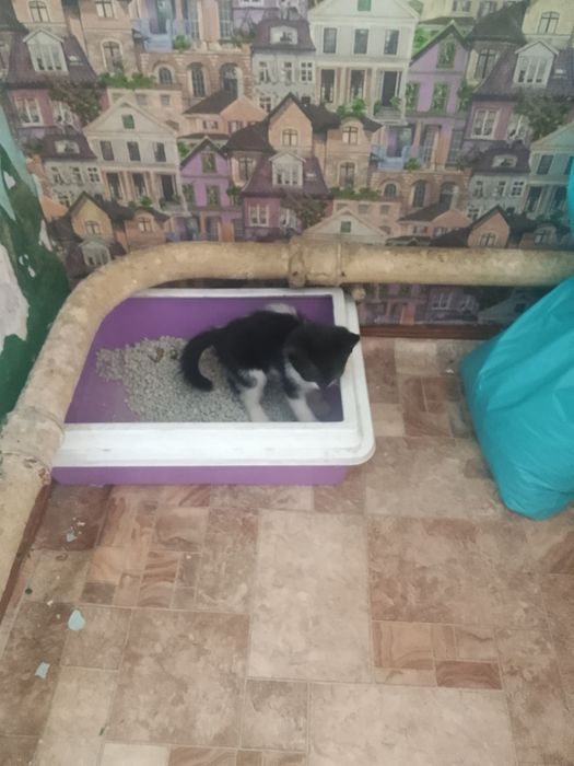 Отдам котят, срочно!!!