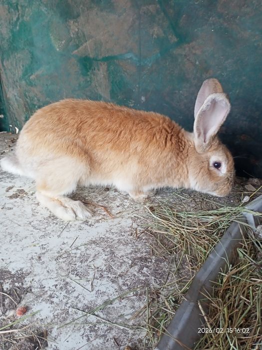 Молодой кролик .