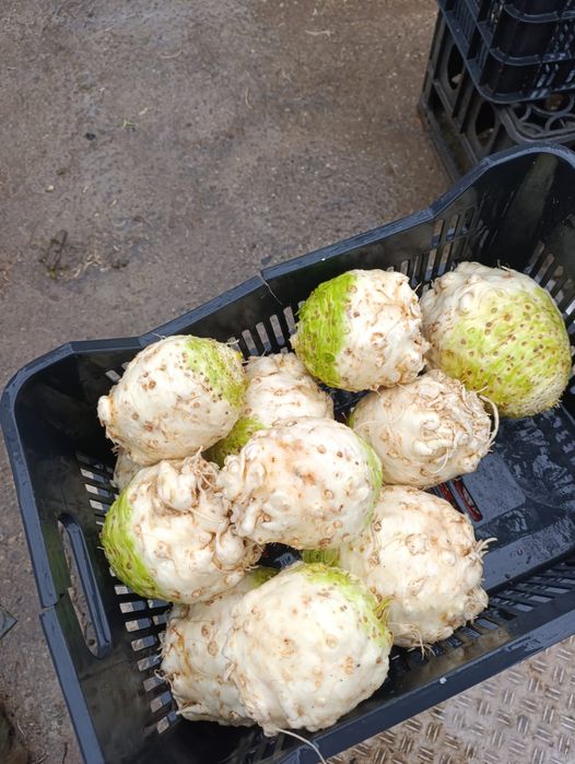 Vând țelină netedă albă la spălare