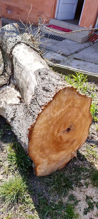 Trunchi de Tei. Doar una Bucata