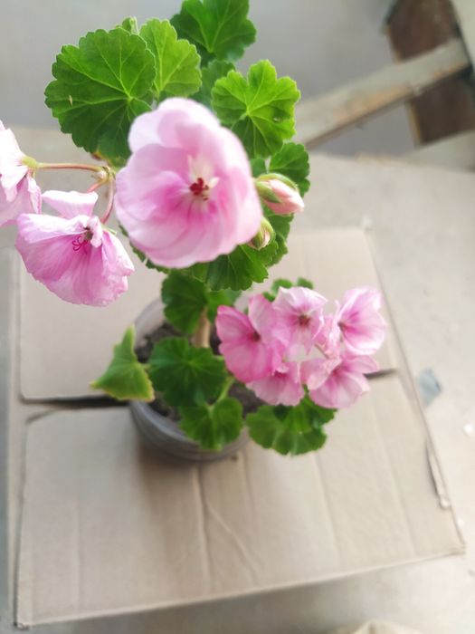 Герань от 500 тг до 2000 тг