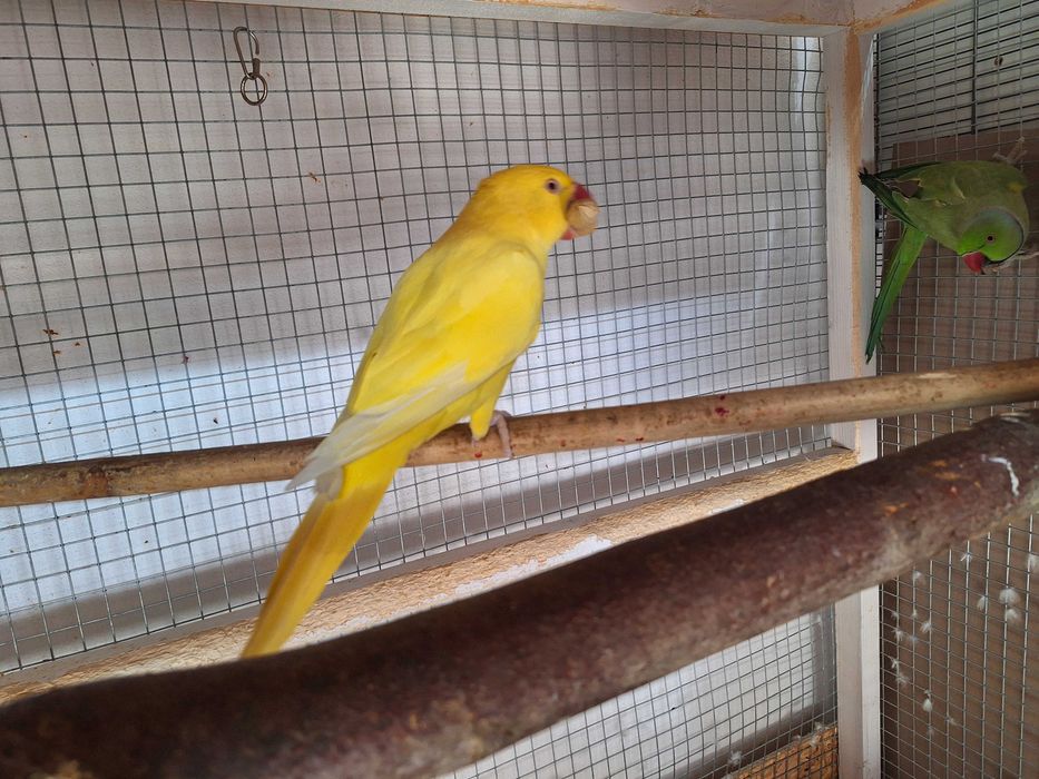 Papagali micul Alexander