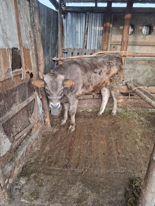 1 жасар бука 1летний бык