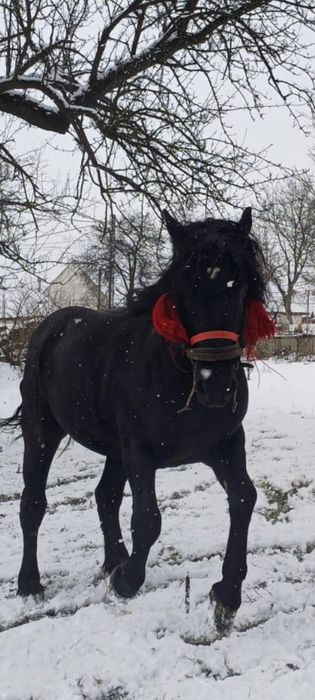 Armăsar de vânzare