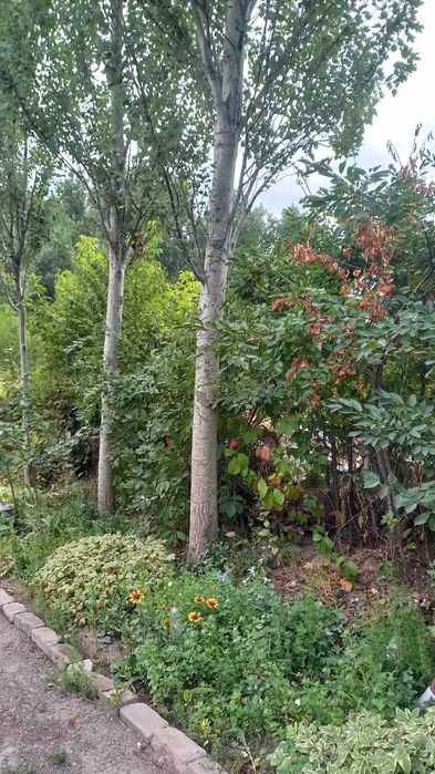 Продам саженцы тополя