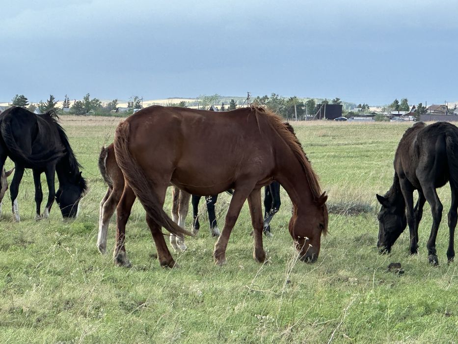 Продам кобылу (бие) в Кокшета с жеребенком