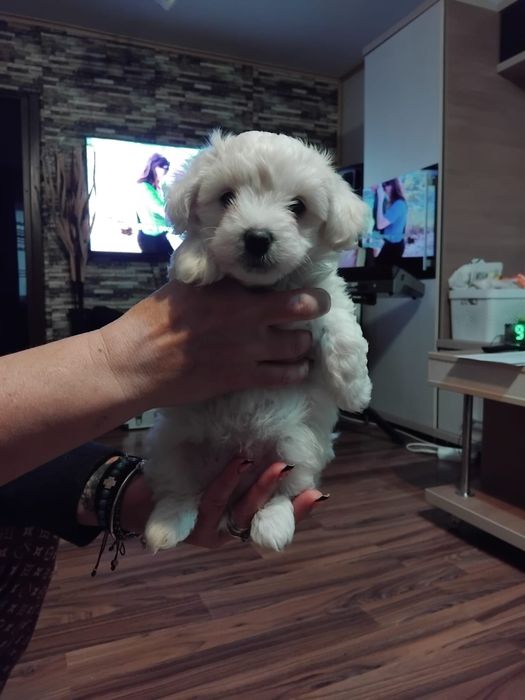 Caut familie sa fiu adoptat