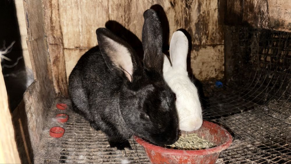 Quyon kota-kichkinalari bor