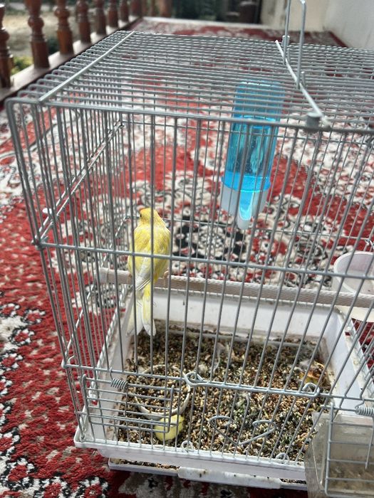 Sayrab turgan qushlar sotiladi 300mingdan 2 ta bor