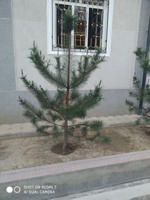 Арча сотилади. Срочно