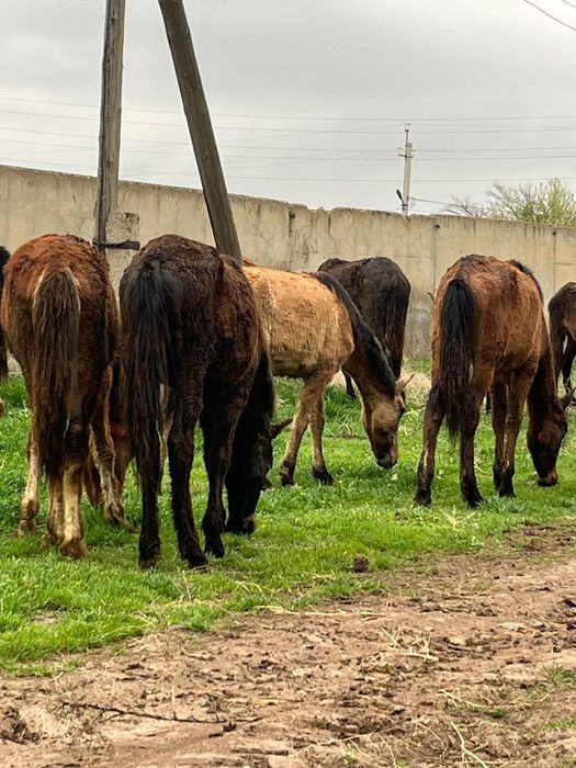 Ірі тайлар сатылады