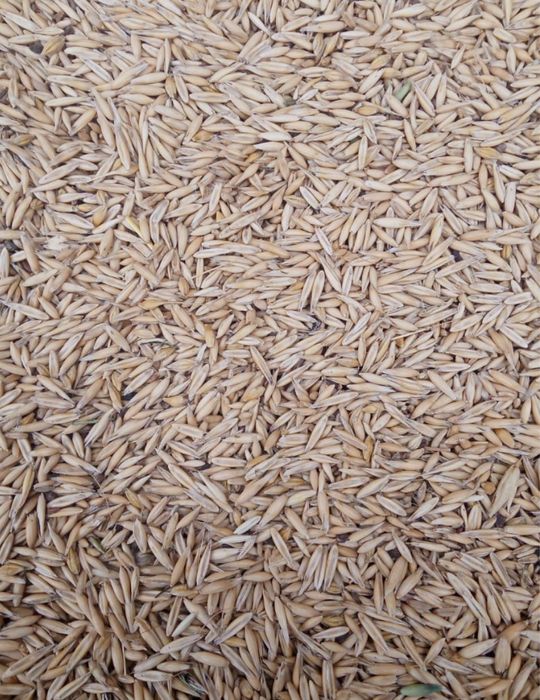 Продам овес, ячмень сухой хороший.