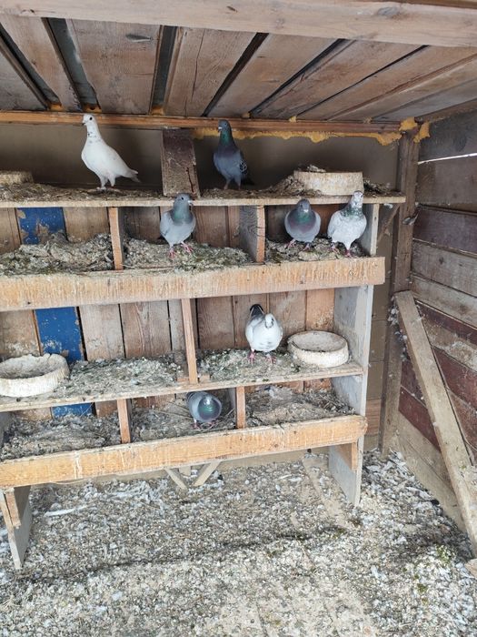 Porumbei voiajori foarte buni