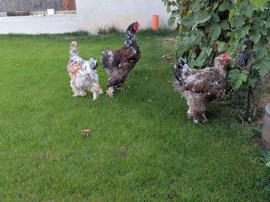 Gaini brahma. Porțelan