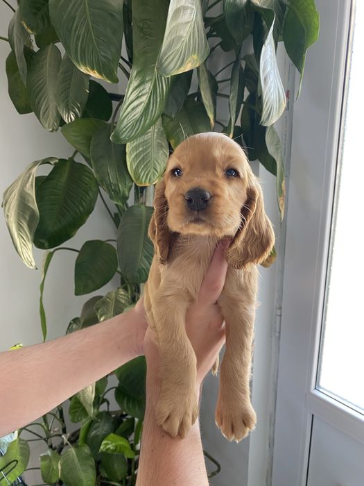Cocker Spaniel fetita