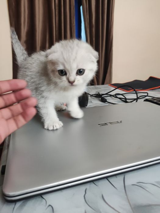 Продаются чистокровные котята
