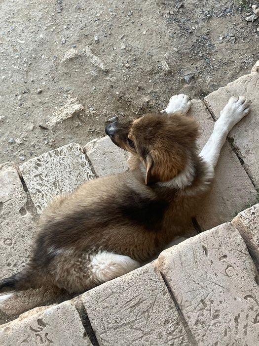 Алабай таза күшік