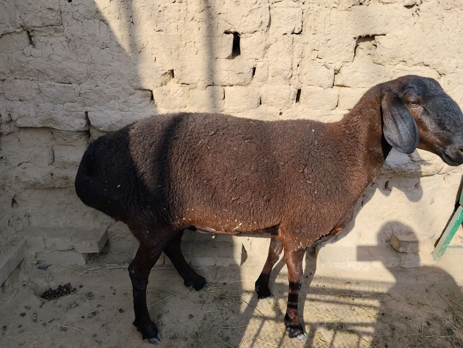 Hisori sovliq elita Sotiladi