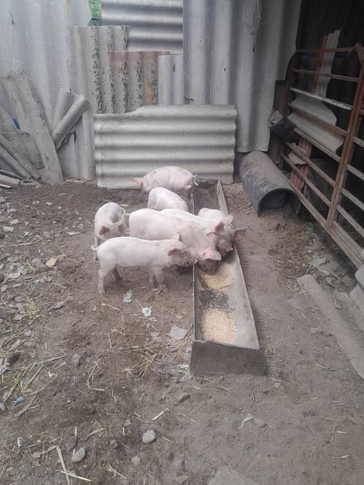 Продам поросят месячные