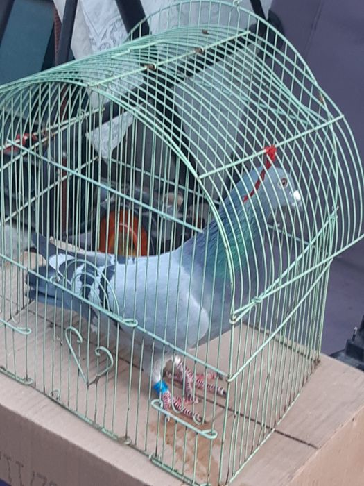 Vând porumbei voiajori