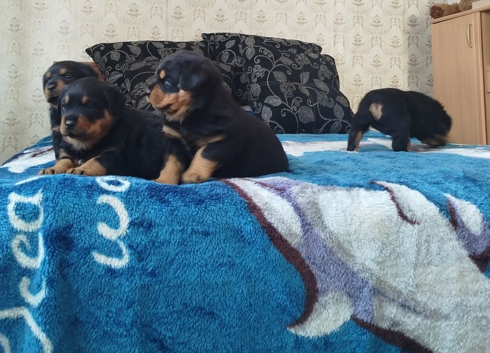 Продаются щенки ротвейлеровв