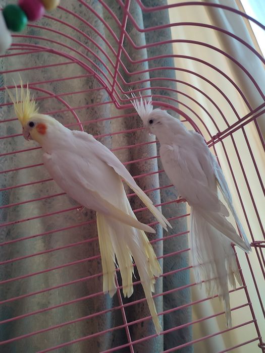 Попугаи Корелла пара