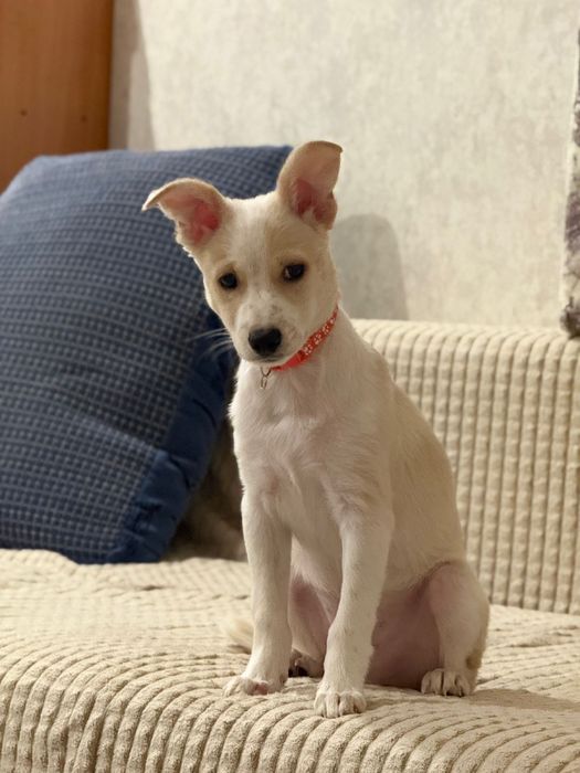 Отдам щенка только в добрые руки