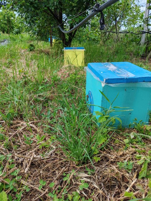 Vând mătci, regine