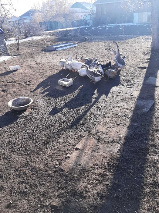 Продам гусей и уток