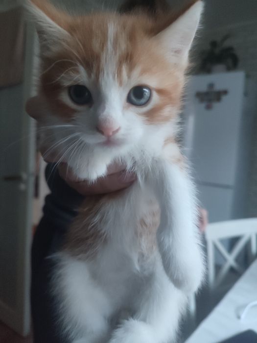 Отдаю котят в добрые руки