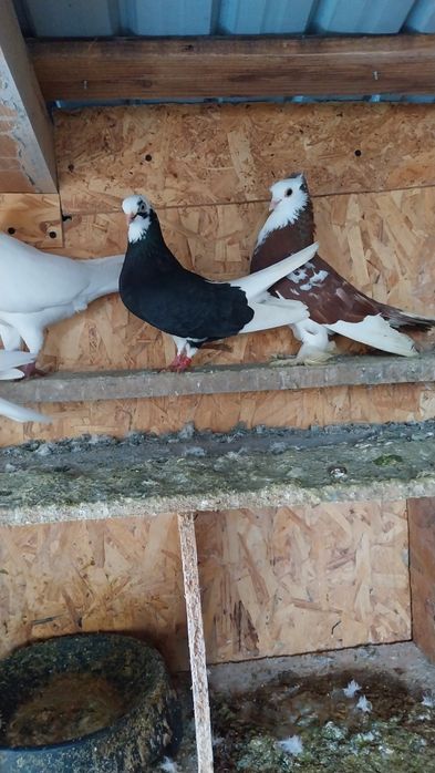 Vând porumbei ornamente