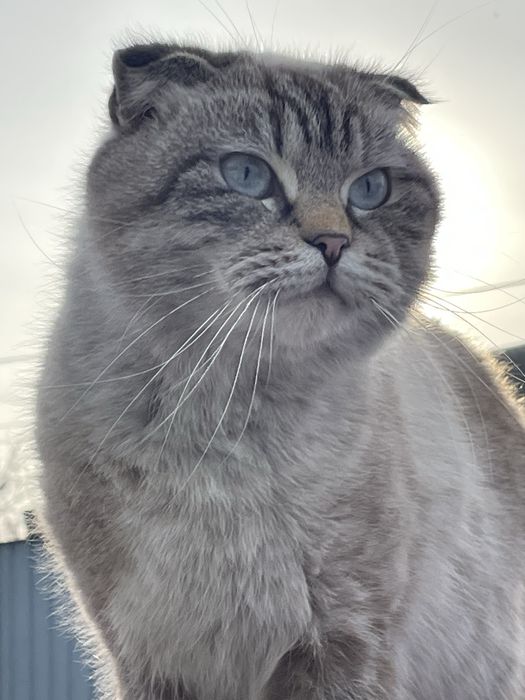 Кошечка, красивая, умная