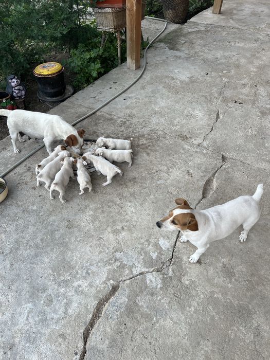 Джак Ръсел  Териер