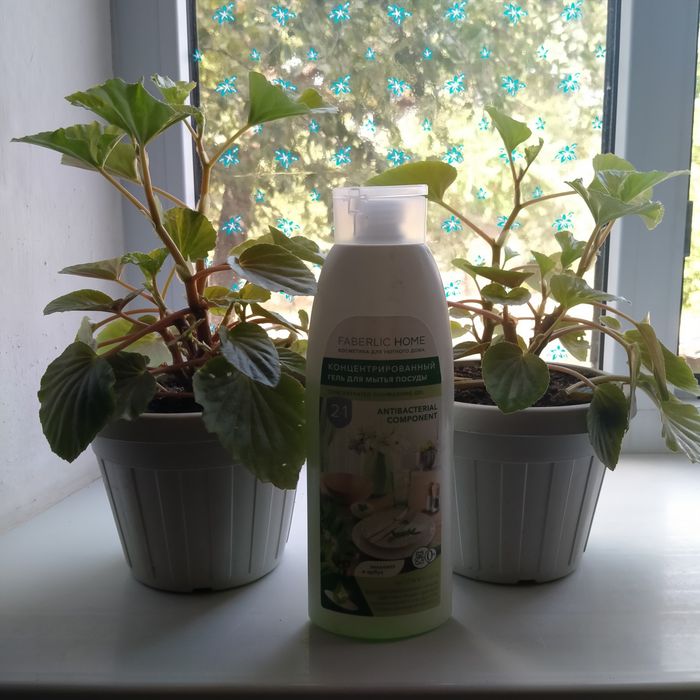 Бегония вечноцветущая