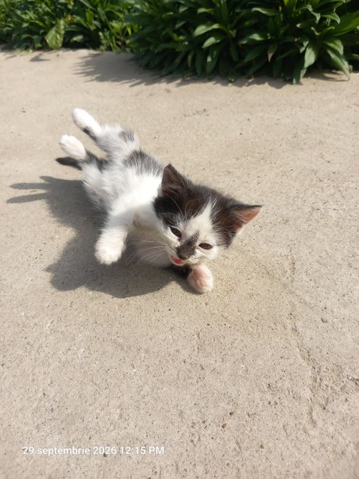 Pisici rasă comună adopție