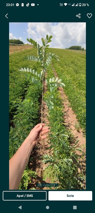 Puieti salcâm disponibil 15000.de bucăți preț 0.80 banii frasin comun